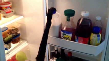 Our sweet girl, Nicole, fell victim to new ODA law. 29 years loved. R.I.P.  Ask me how.