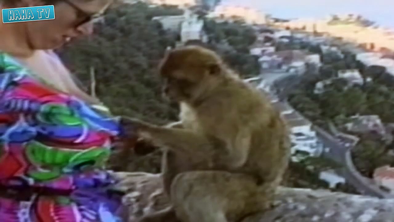 Animal Attack Funny Fail Videos