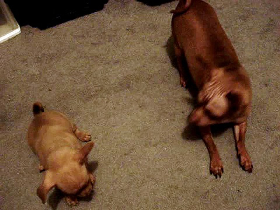 Bonnie litter day 48