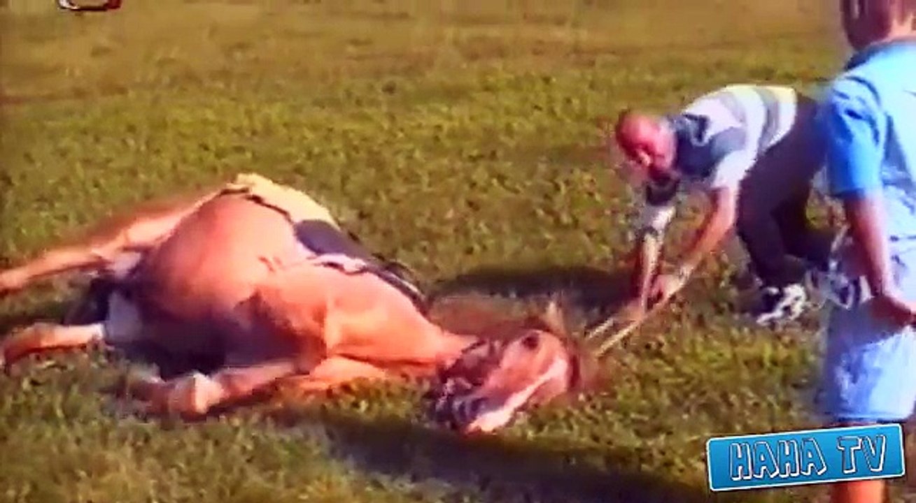Epic Fails -- Horse Fail Compilation