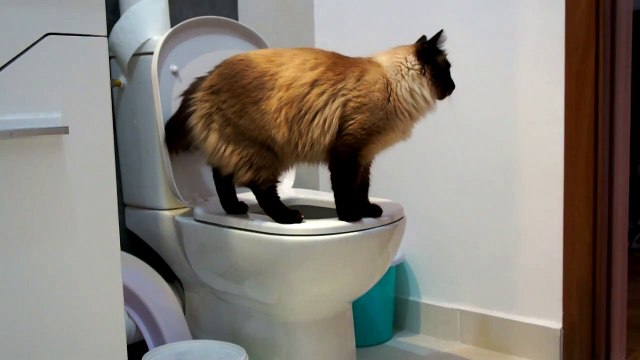 Sabu Toilet Trained Cat