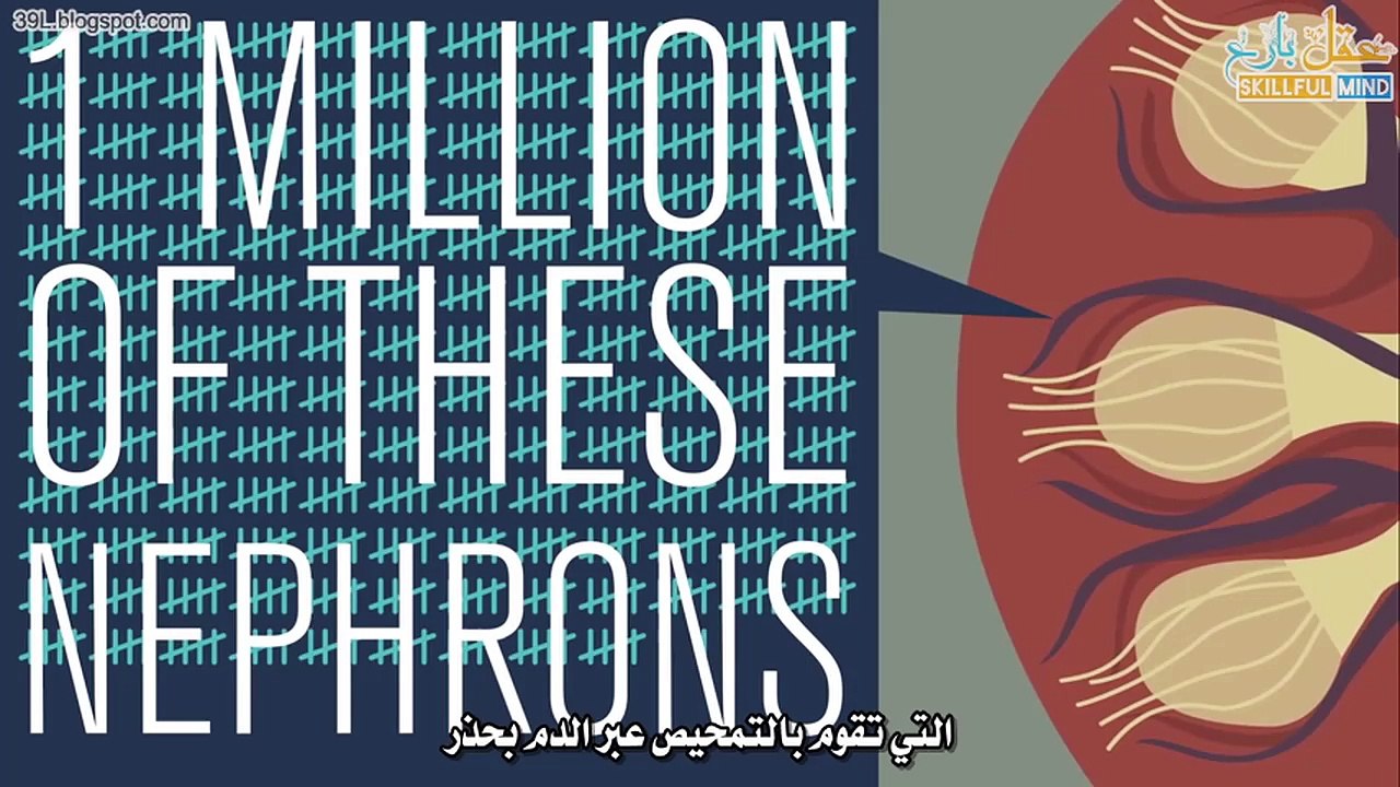 كيف تعمل الكليتين؟ #جسم الإنسان #شَرح تفاعليّ