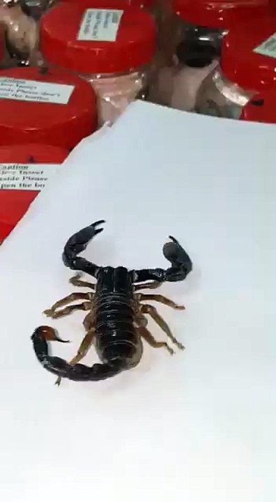 Sindh Wildlife officials foil bid to smuggle 148 scorpions