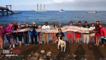 ¿CALAMAR GIGANTE DE 48 METROS EN PLAYAS DE CALIFORNIA- 10 DE ENERO 2014 (EXPLICACIÓN)