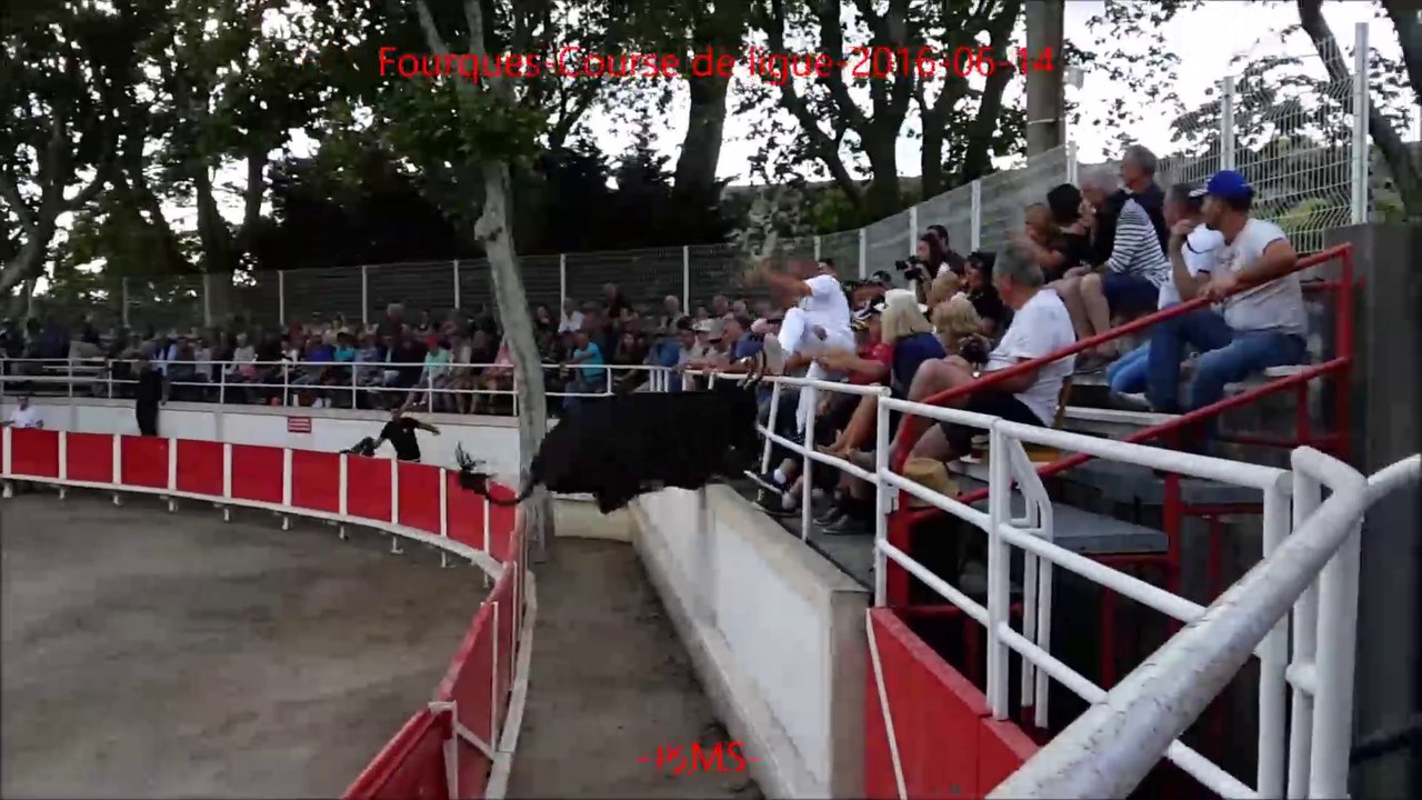 FOURQUES-Course camarguaise-Taureau-N°2097-Manade-ST GERMAIN-2016-06-14