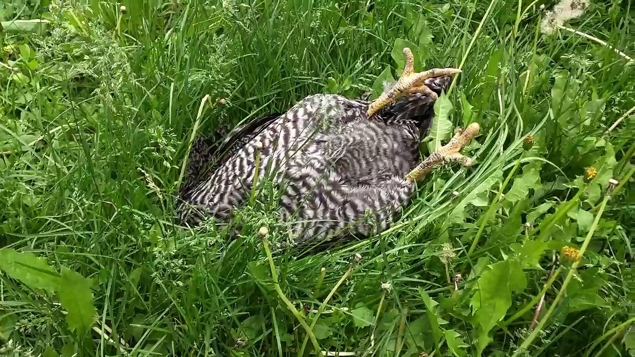 I caught my chicken sleeping on the job