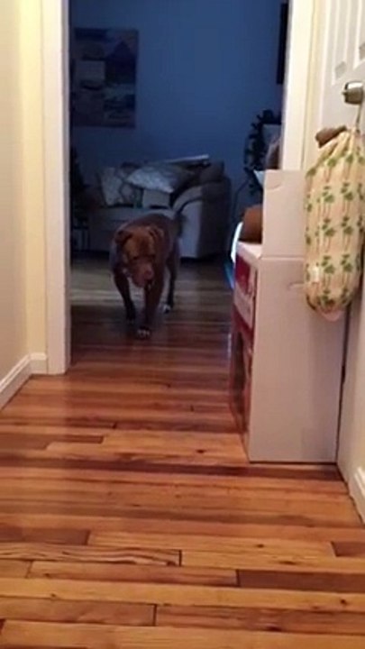 Did you ever see a dog tip-toe?