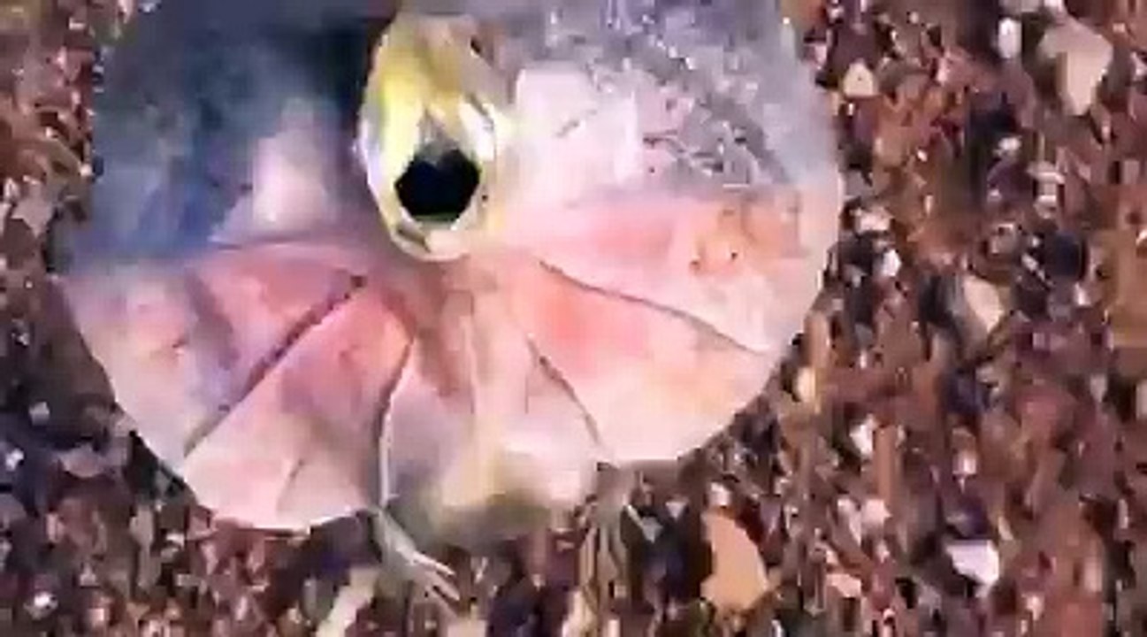 Every day life in Australia.