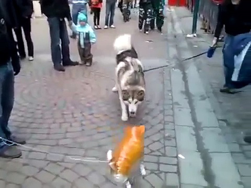 Husky meets with an inflatable cat