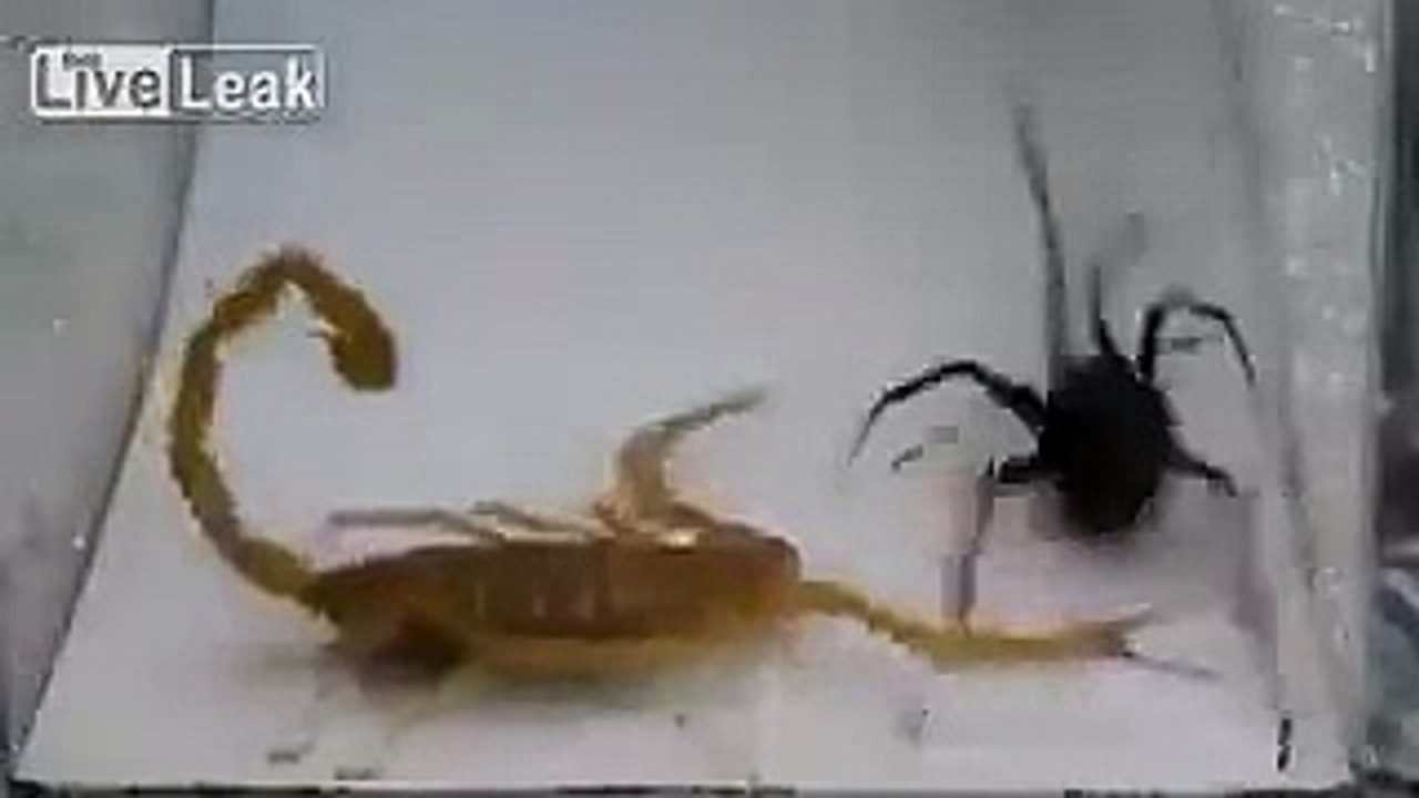 La Naturaleza (Araña Vs Escorpión)
