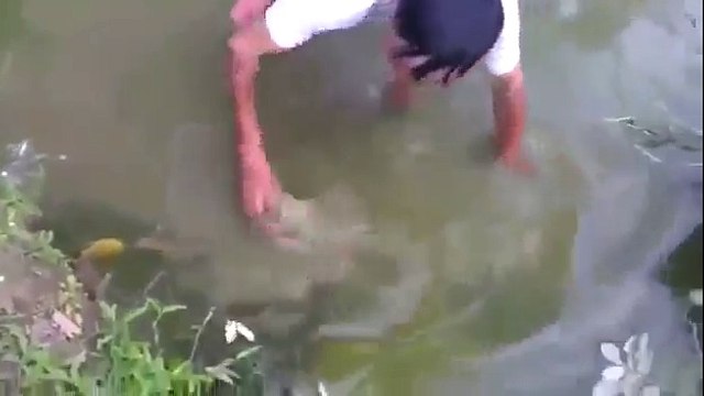 Electrocuté en tentant de pêcher une Anguille Electrique