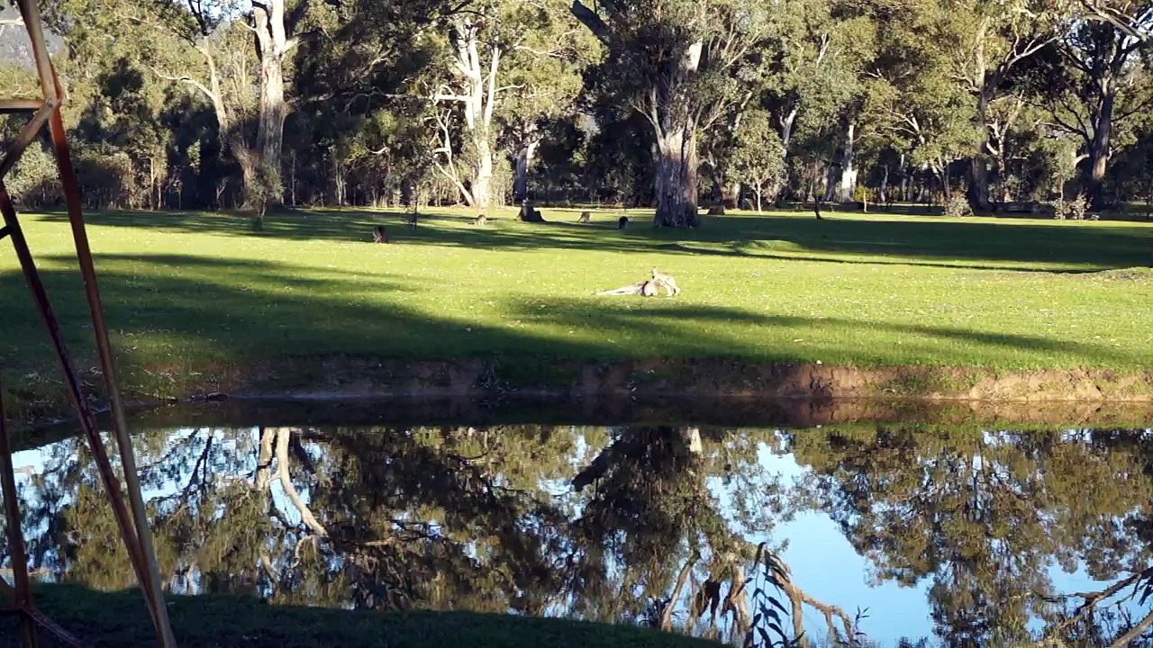 Petit kangourou jouant avec sa maman