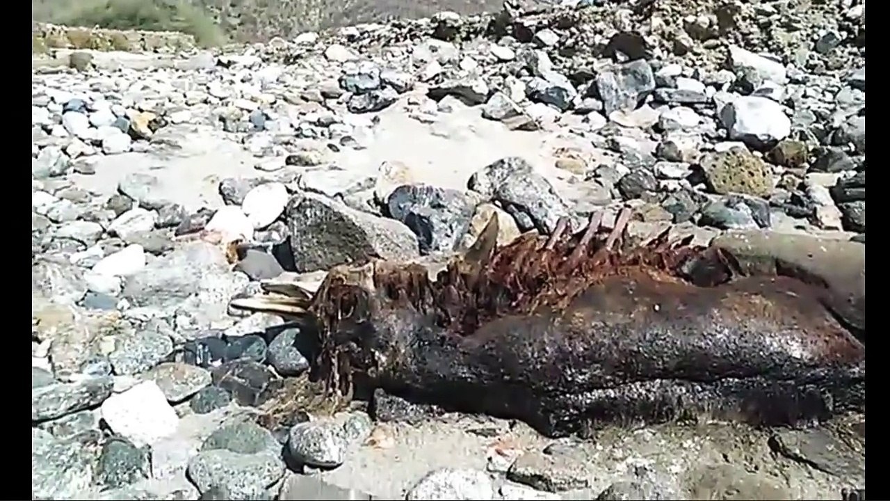 Une créature humanoïde en décomposition a été découverte sur une plage mexicaine