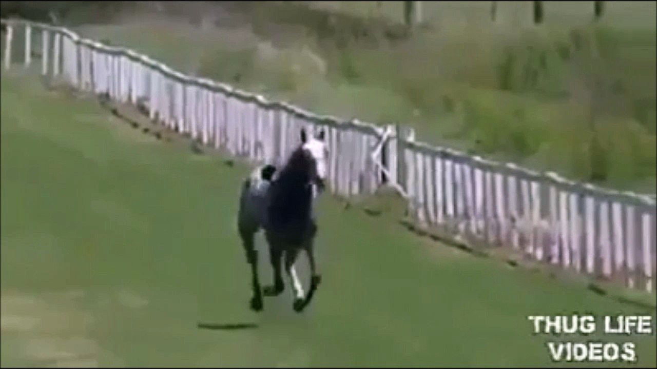 Peut-on stopper un cheval au galop avec son corps : NON