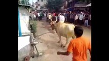 Ce taureau se prend pour un cheval : saut impressionnant