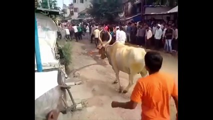 Ce taureau se prend pour un cheval : saut impressionnant