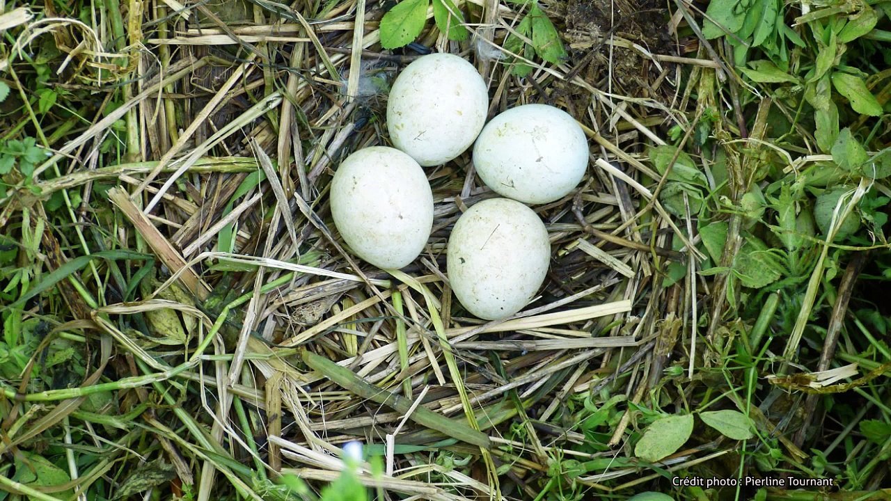 La trame verte et bleue : intégrer les enjeux de la biodiversité et l'aménagement du territoire