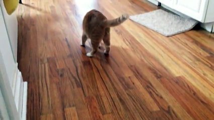 En voyant ce chat jouer, on croirait que tout va bien, mais quand il se tourne... Incroyable !