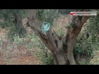 Tg Antenna Sud - Xylella, il ceppo è unico trasportato dai vivai