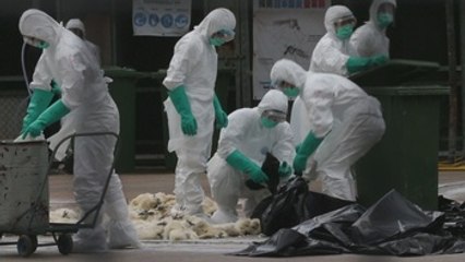 China detecta tres casos humanos de gripe aviar H7N9 en Pekín y Tianjin