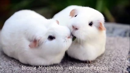 La déception du cochon d'Inde...