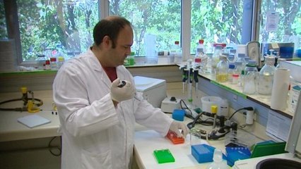 Un estudio marca la ruta geopolítica seguida por el virus del SIDA