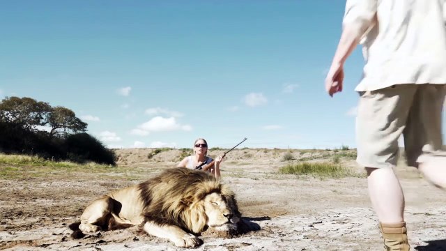 Un lion prend sa revanche sur 2 chasseurs !