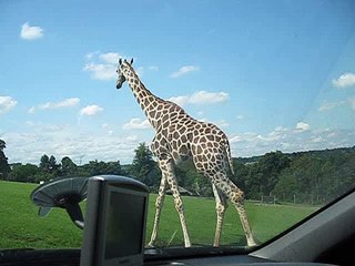 inside safari park 25