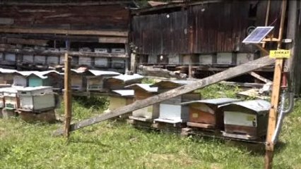 Arıcılar Bu Sezondan Umutlu