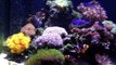 Saltwater Biocube 29 Gallon