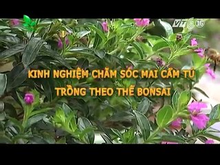 3NTV-VTC16:NNLG 1307  Nha nong lam giau ngay 20 03 2015