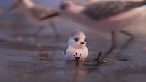 'Piper', cortometraje de Pixar