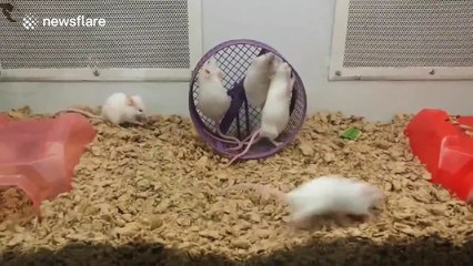 Mouse doesn't quite get how to use its wheel