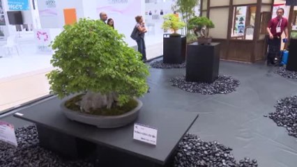 Japonların Bonsai Sergisi, Expo'da