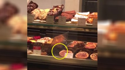 Des souris chez Paul à la Gare de Lyon