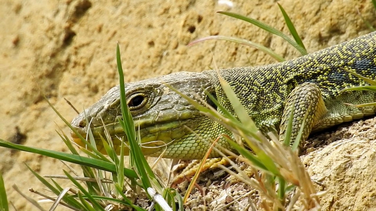 Lezard ocelle du chemin des pins à Malras