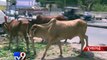 Junagadh residents battle with stray animal menace - Tv9 Gujarati