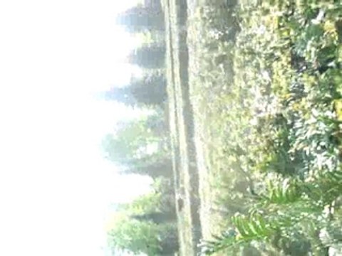 saut dans les buissons