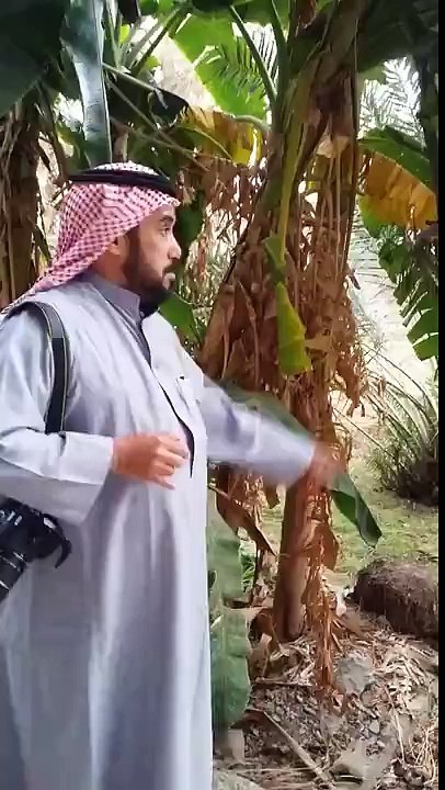 الموز العُماني مصدر السعاده