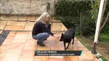 Tratamento com células-tronco pode ajudar na cura de animais