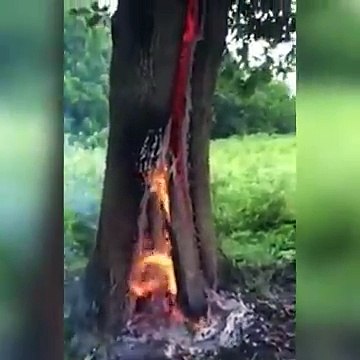 what happened when lightening fell on Tree