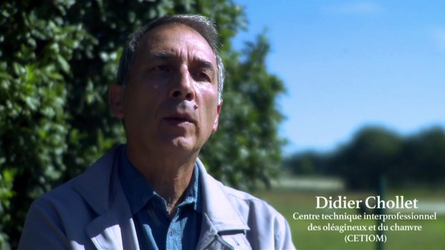 L’ambroisie : des graines, du pollen et des allergies (version longue : 14 mn)