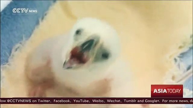 Sanctuary offers hope for endangered Philippine eagle
