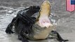 Alligator drags 2-year-old boy into lagoon at Disney resort