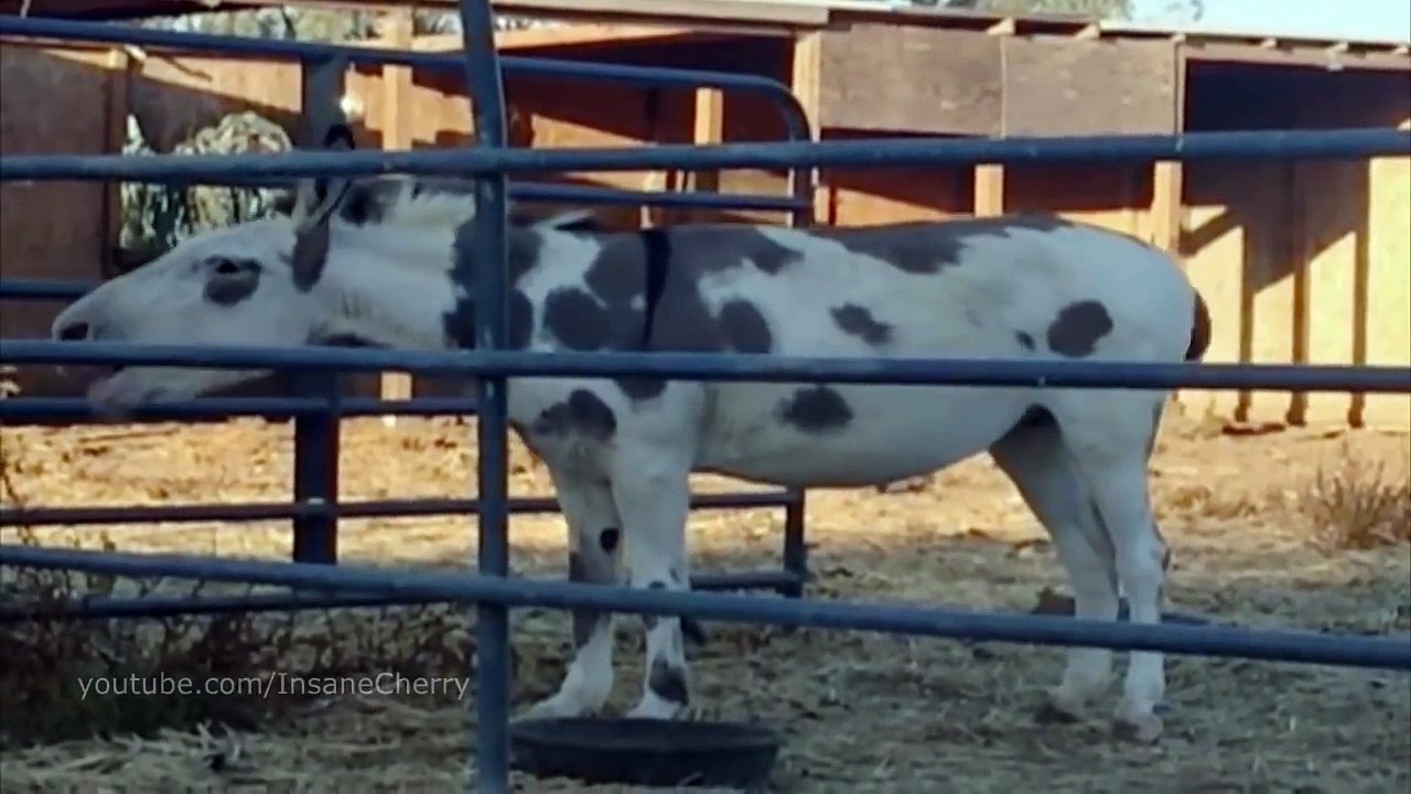 The White Stripes - Seven Nation Army (Animal Cover)