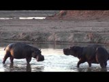 Footage of a Hippo Watering Hole in Zambia