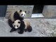 These Pandas Rolling Over Are Too Cute