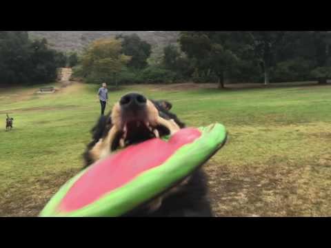 Dog Catches Frisbee Right at Camera, Little Girl Doesn't Flinch