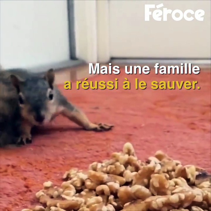 Un bébé écureuil tombe d'un arbre, puis il fera la rencontre de son meilleur ami...