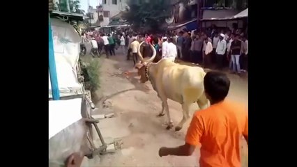 Saut impressionant d'un taureau